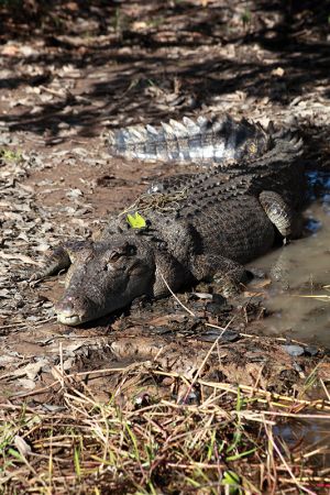 Kakadu Saltwater Crocodile 